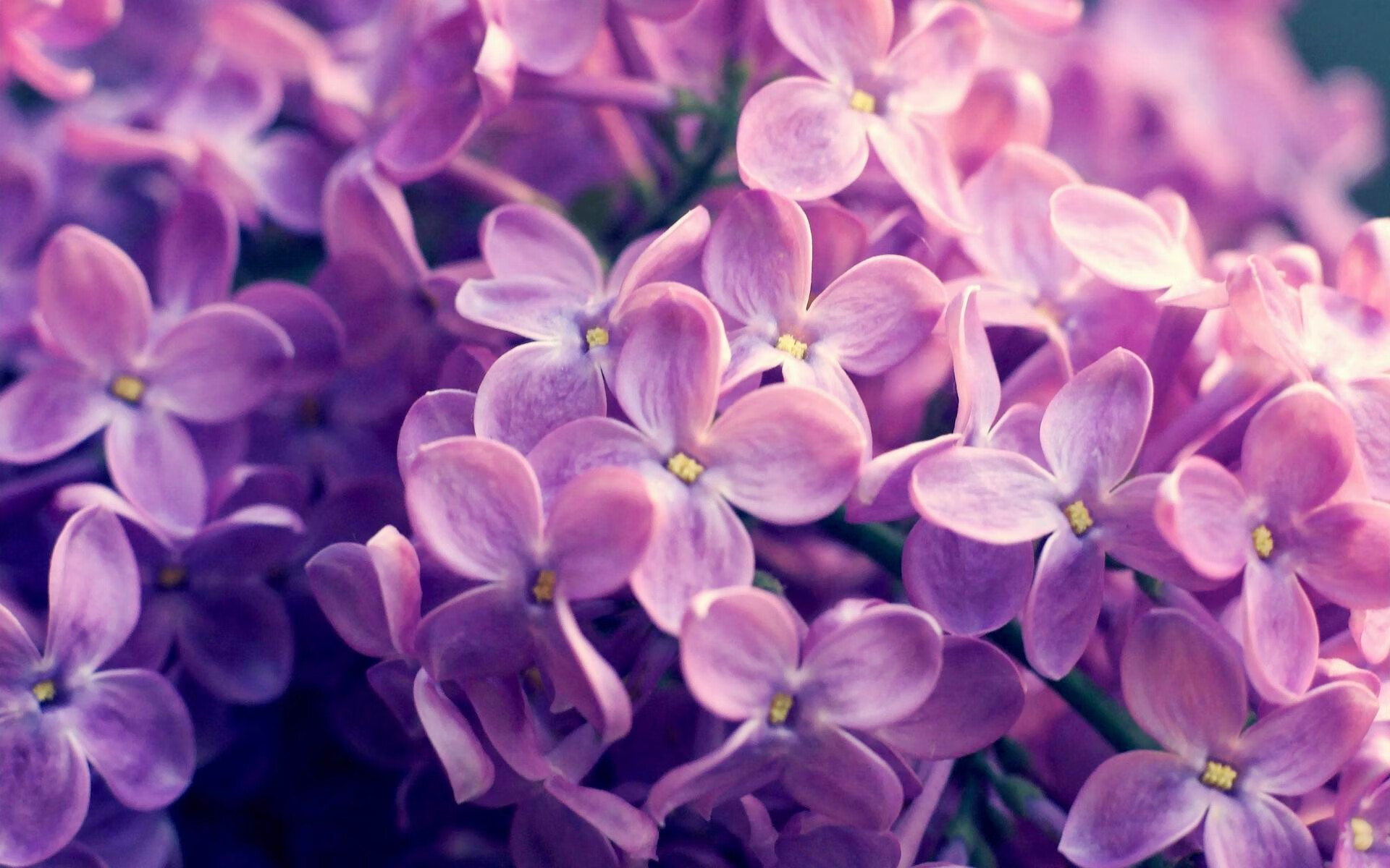 利兹联主场告捷,终结连败,球队新帅上任后首胜,利兹联队 球星