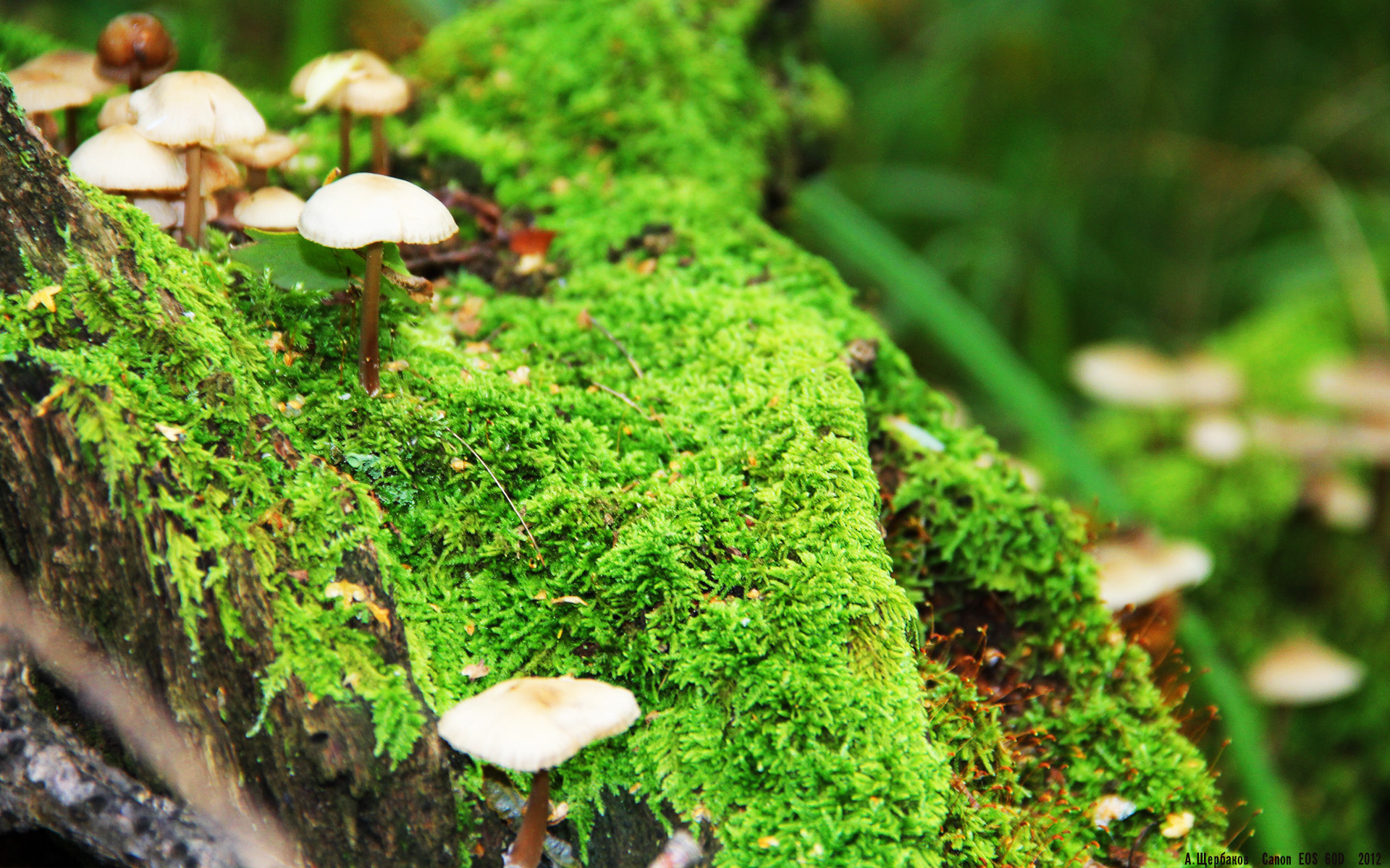 九游APP-国家篮球联盟战略发展规划，国家篮球协会是什么时候成立的_