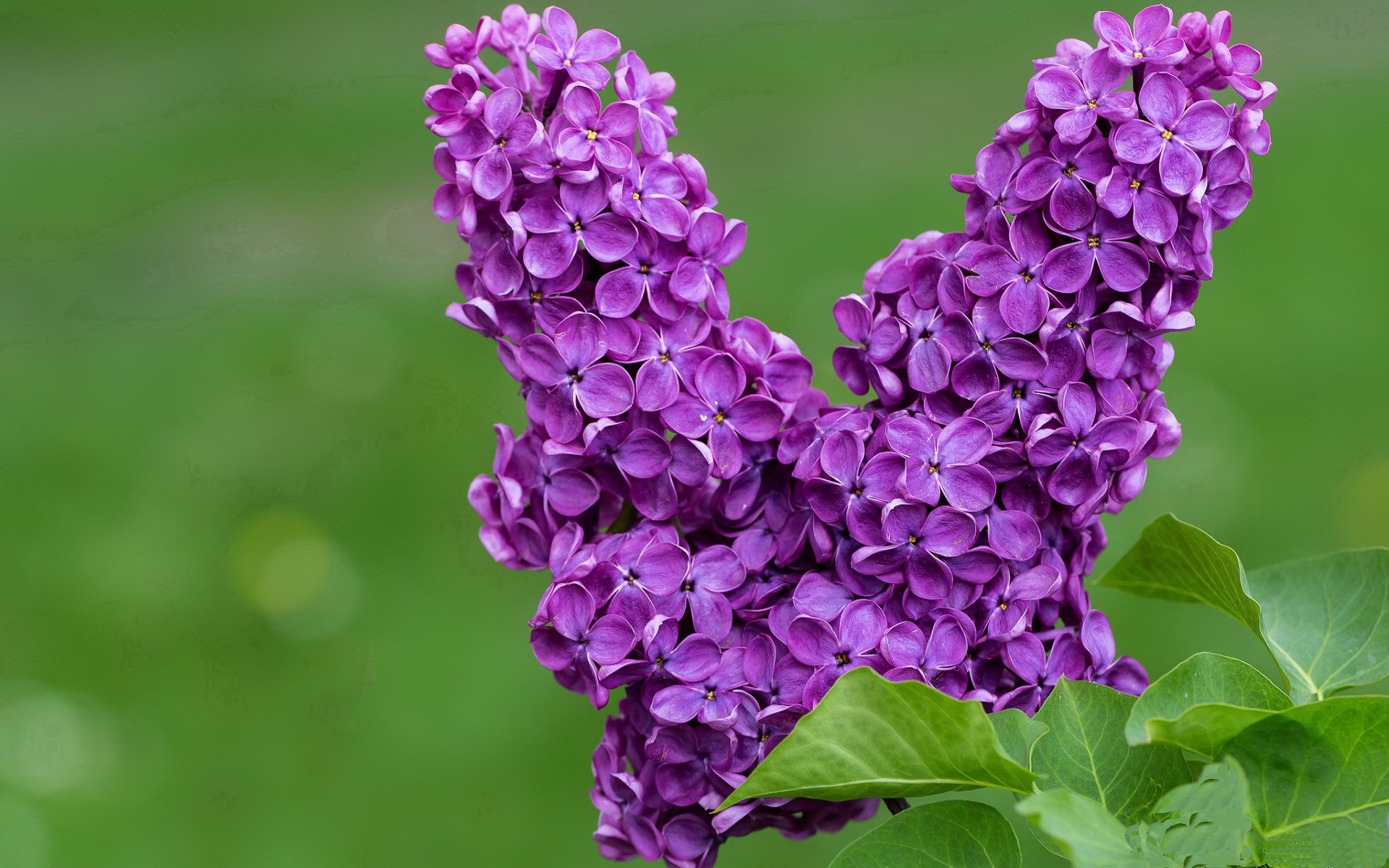 热火队后卫表现出色 赛季状态持续走高,热火组织后卫