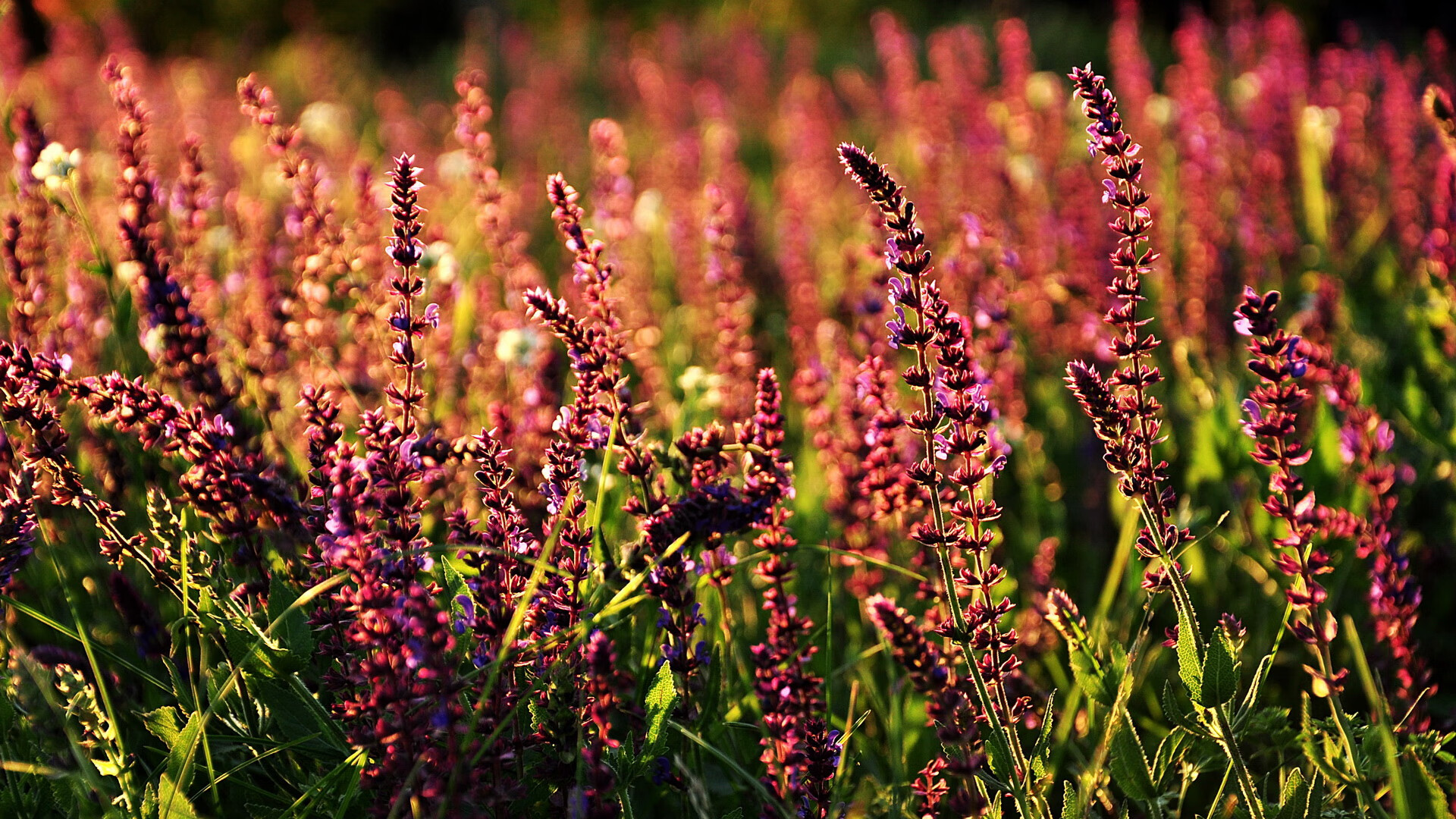 瓜达拉哈拉球员伤愈复出,助力球队冲击冠军,瓜达拉哈拉省
